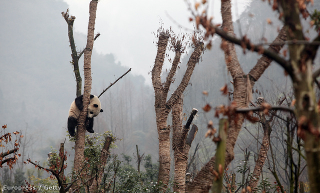 Megváltozott környezethez kell alkalmazkodniuk a pandáknak (Fotó: China Photos)  