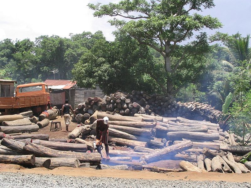 Illegális fakitermelés Madagaszkáron