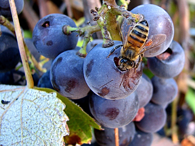 méh a szőlőfürtön