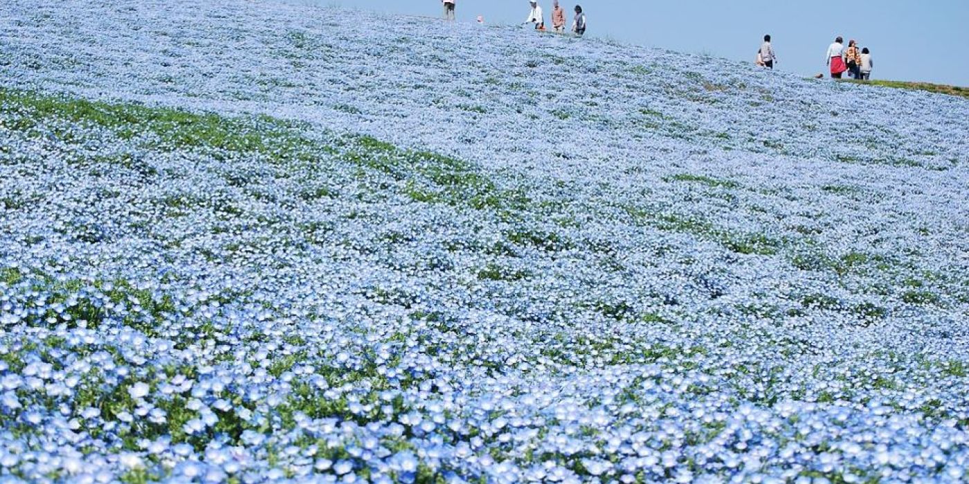 Hitachi Seaside Park Japán kék virág