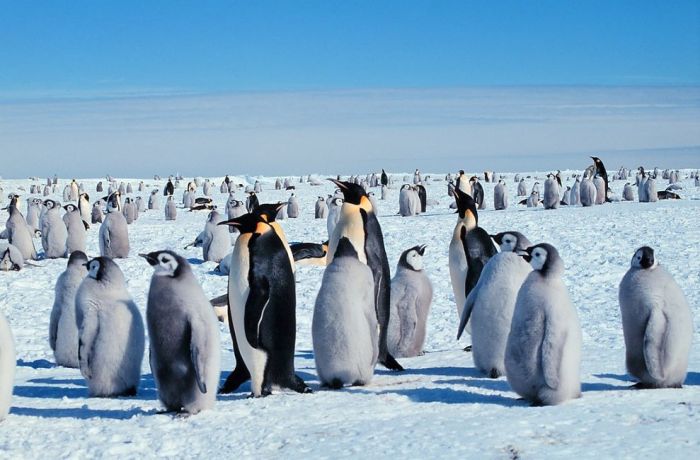 császárpingvin jégtábla leválás halál