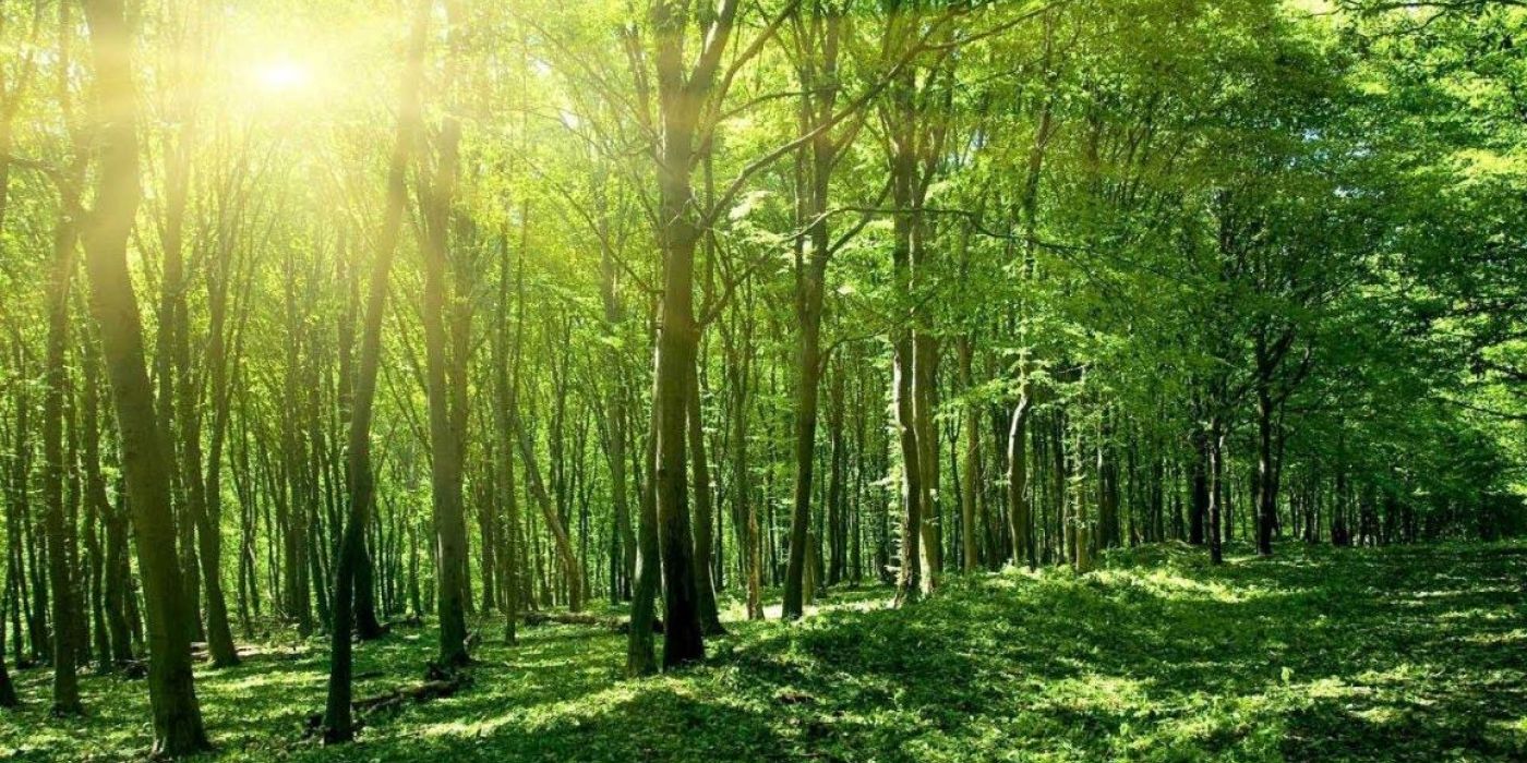 Jadav Payeng erdő faültetés