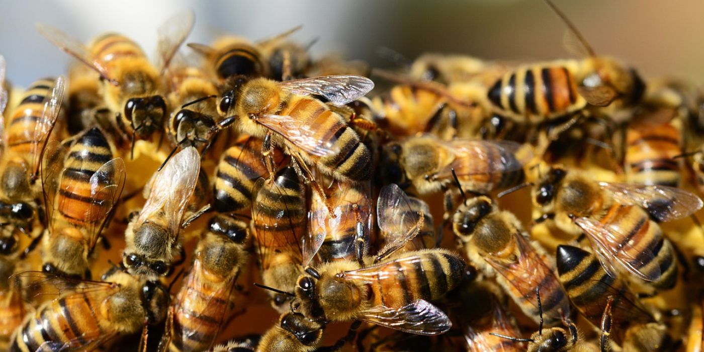 Austin Bellamy méhek támadás csípés Ohio