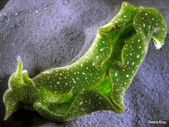 Elysia chlorotica (Fotó: Patrick Krug / eol.org)