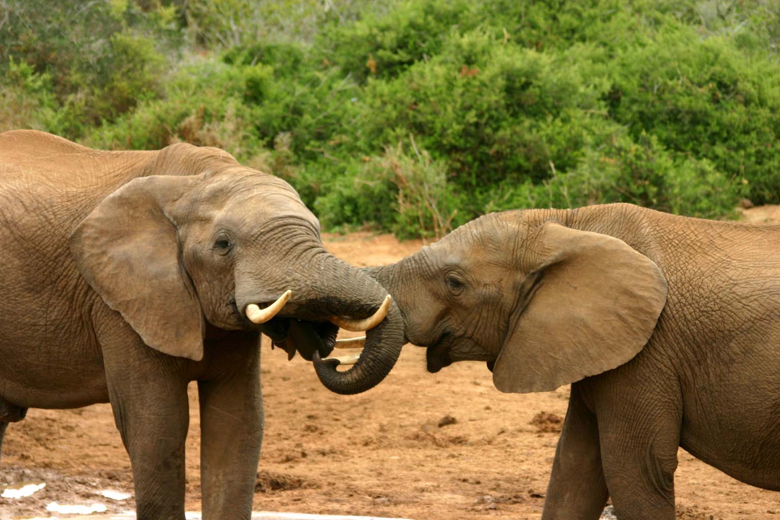 Elephant mating ritual