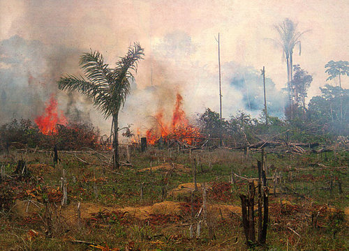 soya forest burning