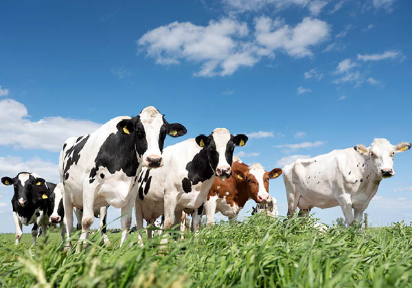 Állattartó telepek megújításának támogatása pályázat