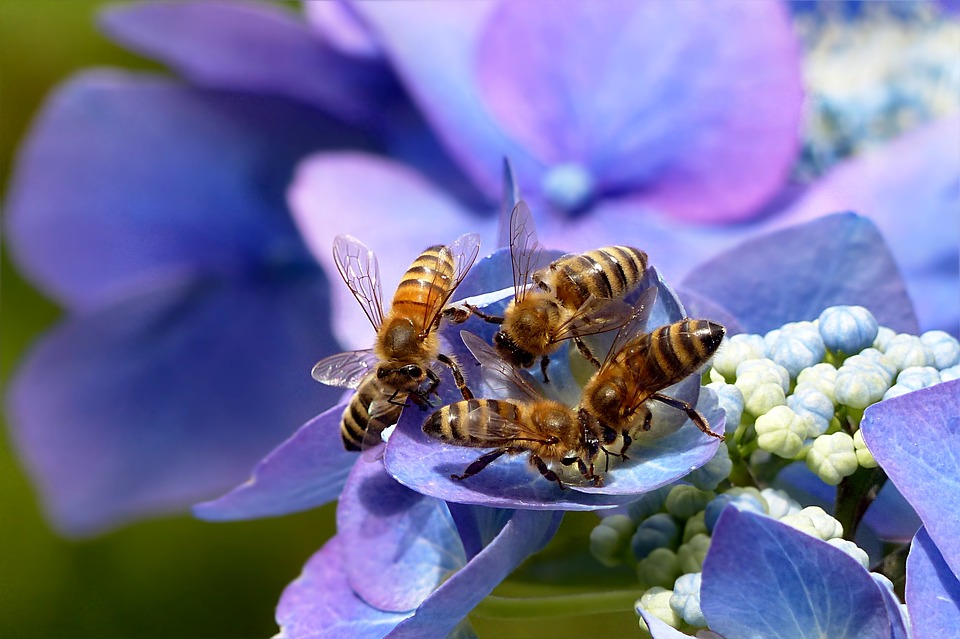 méh hortenzia támogatás Országos Méhészeti Egyesület