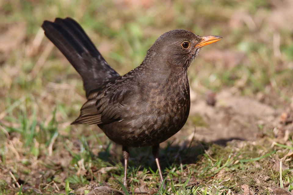 Madárvédelmi Mentőközpont fekete rigó Őrségi Nemzeti Park Igazgatóság madármentés