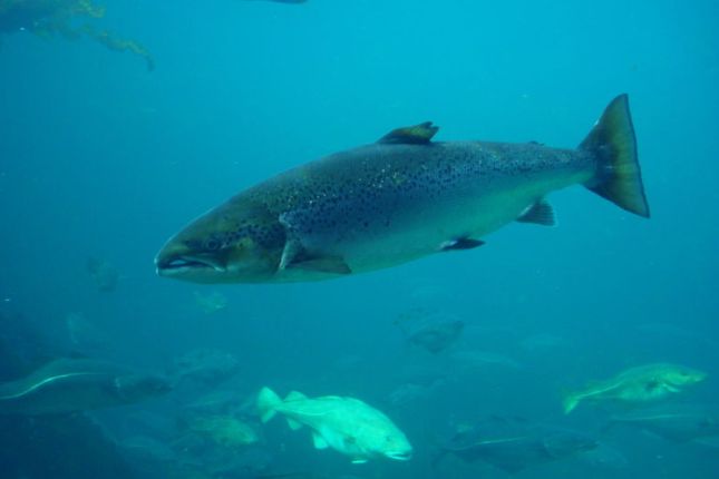 vadlazac fenntartható halászat Kanada