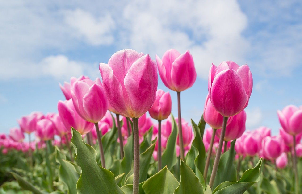 tulipán koronavírus