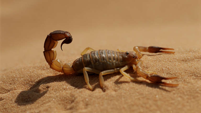 kövérfarkú skorpió Egyiptom