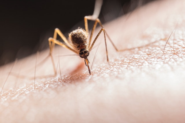 szúnyog betegség klímaváltozás