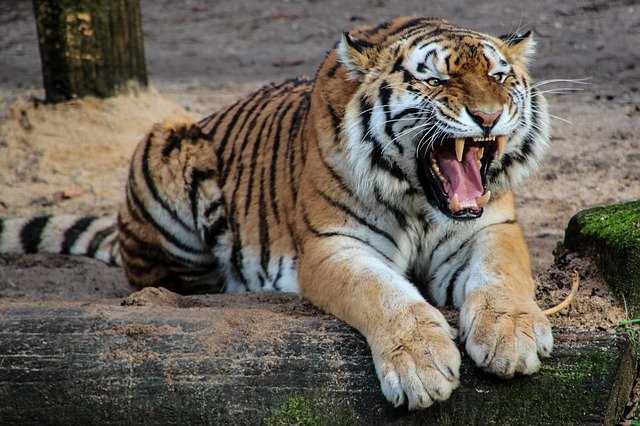 Big Cat Rescue állatkert Candy Crouser tigristámadás