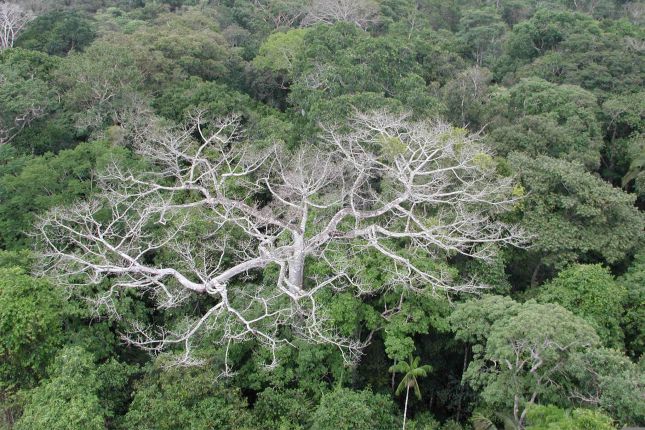 Kiszáradt fa az Amazonas-medencében 