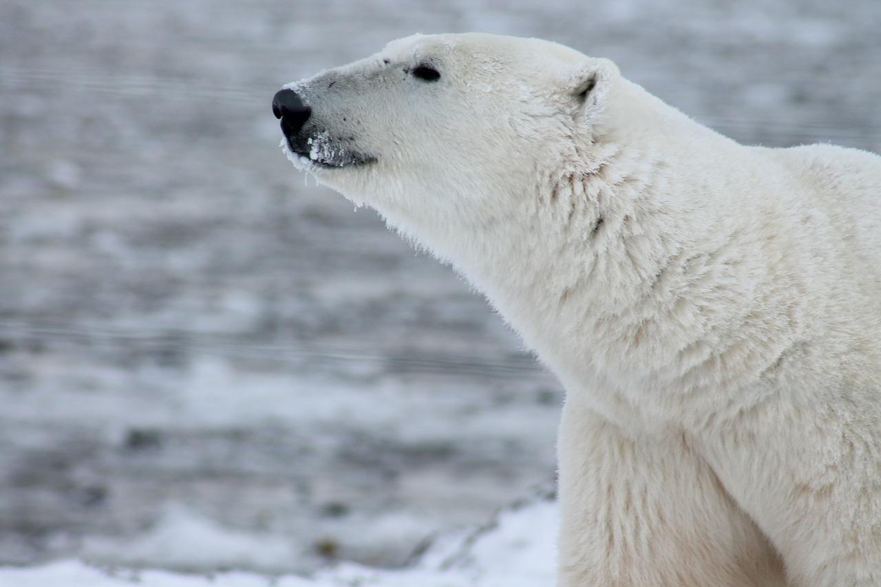 jegesmedve tengerjég nélkül Grönland