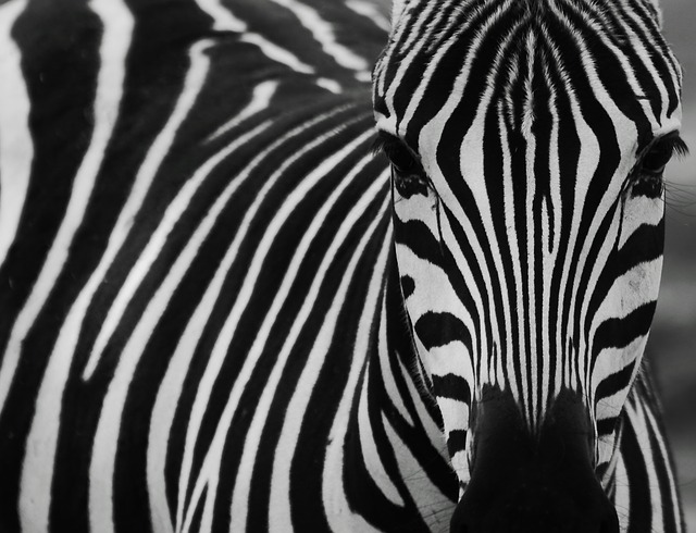 fekete fehér zebra zebracsík
