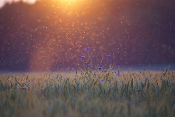 szúnyograj felhő Ausztrália klímaváltozás