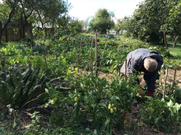 biodiverzitás-barát kert