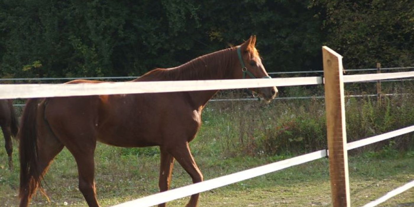 vinex villanypásztor