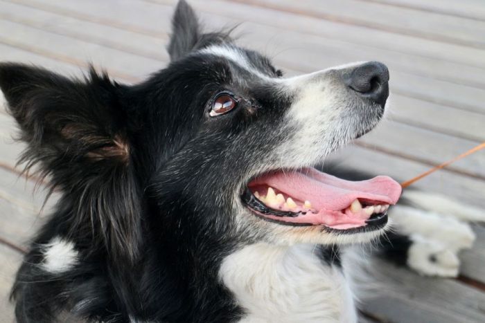 border collie rendőrség