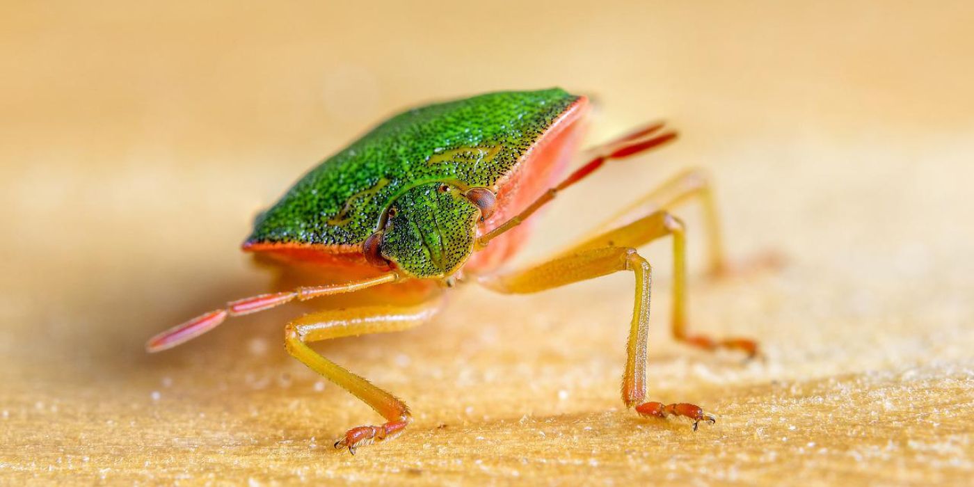kártevő rovar város