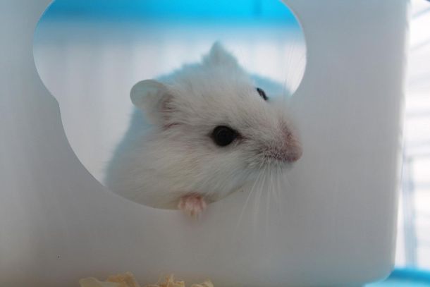 hörcsög génszerkesztés agresszió