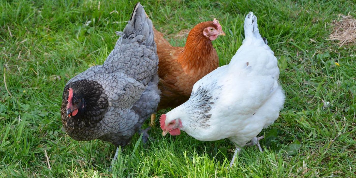 Planet Friendly Eggs karbonsemleges tojás