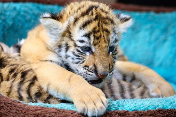 Montréal sokféleség egyezmény