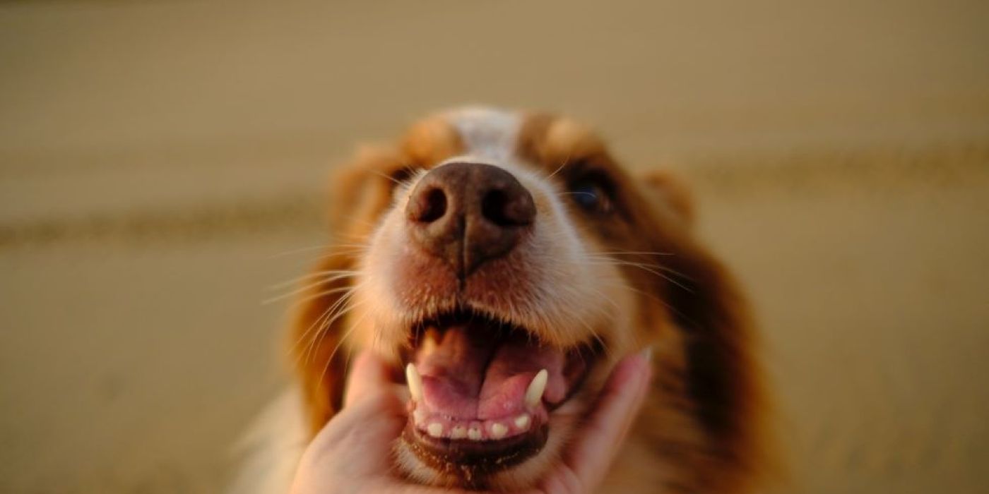 kutya étrendkiegészítő vitamin