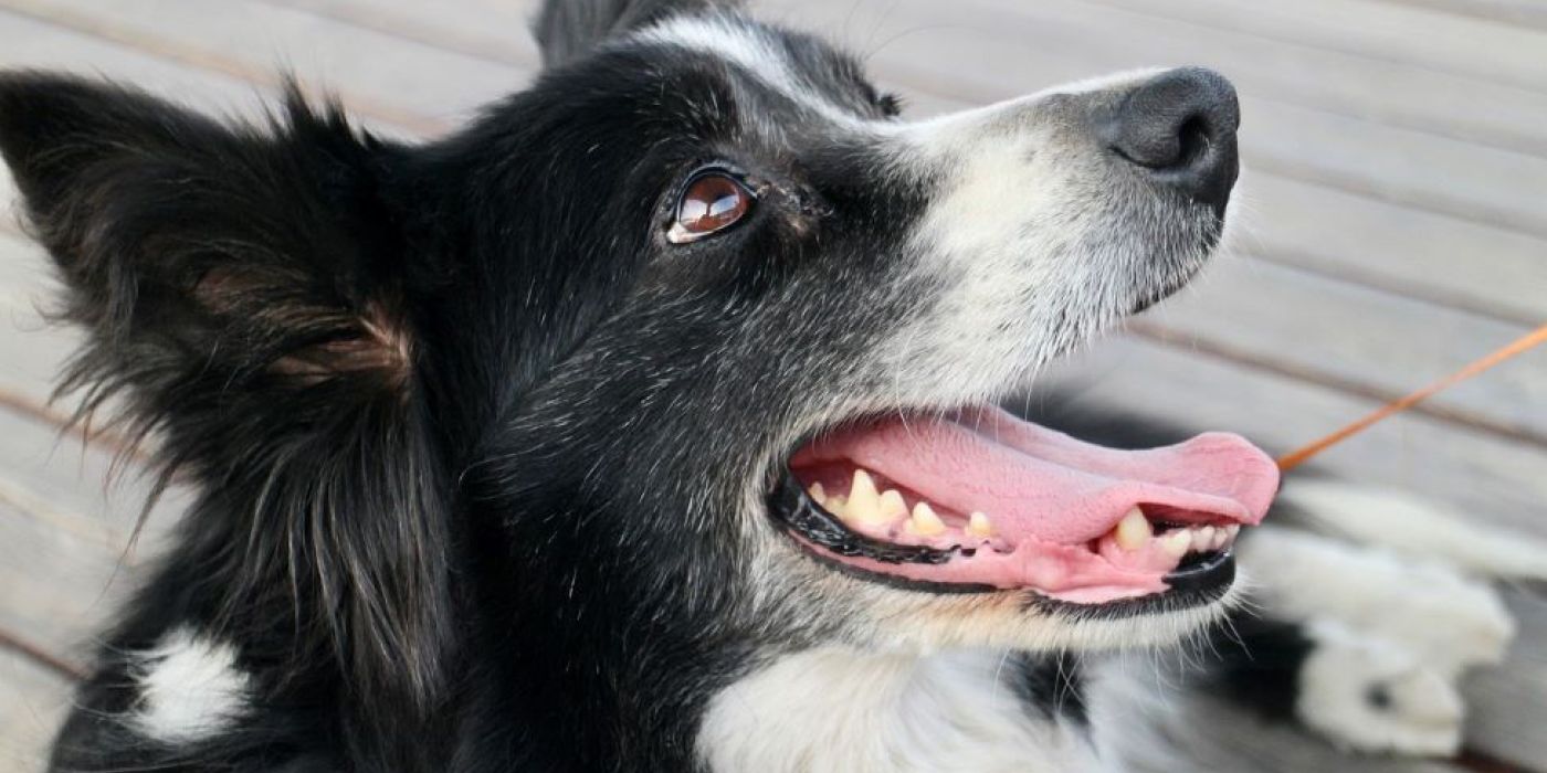 border collie rendőrség